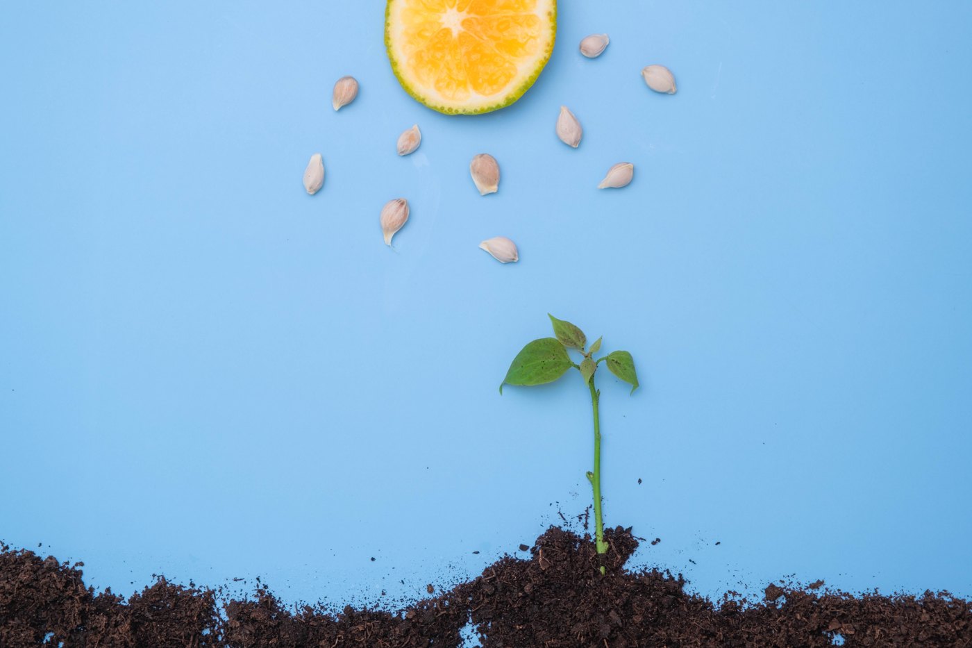 Miniature plant and soil scene with handmade sun and blue backdrop
